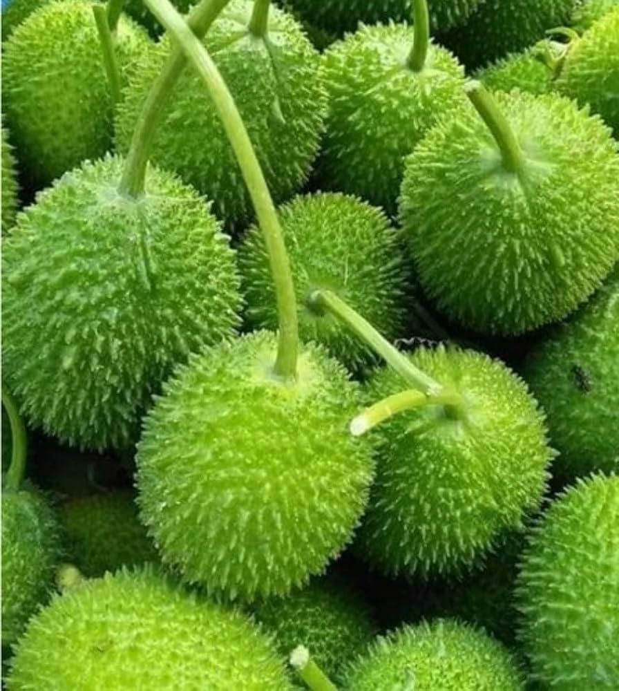Spiny Gourd
